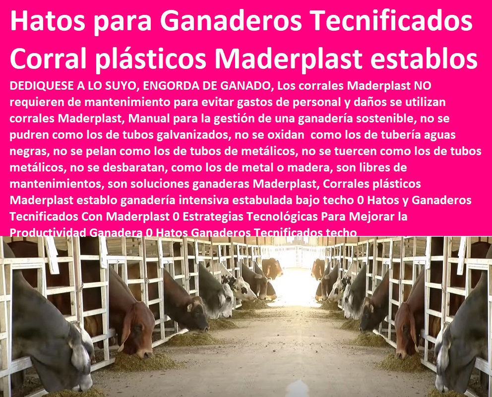 Corrales plásticos Maderplast establo ganadería intensiva estabulada bajo techo 0 Hatos y Ganaderos Tecnificados Con Maderplast 0 Estrategias Tecnológicas Para Mejorar la Productividad Ganadera 0 Hatos Ganaderos Tecnificados techo Corrales plásticos Maderplast establo ganadería intensiva estabulada bajo techo 0 Hatos y Ganaderos Tecnificados Con Maderplast 0 Ganaderías Tecnificadas, Explotación Ganadera Automatizada, Sistemas de Pastoreo, Estabulación de Ganado, Pastoreo Intensivo, Establos, Corrales, Saladeros, Comederos, Cerramientos, Postes, Estrategias Tecnológicas Para Mejorar la Productividad Ganadera 0 Hatos Ganaderos Tecnificados techo